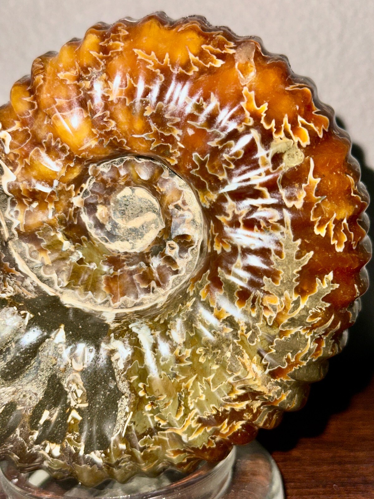 Rare Beautiful "Goat Horn" Ammonite Fossil 3 lb. 5.8 oz. 1526 grams #58