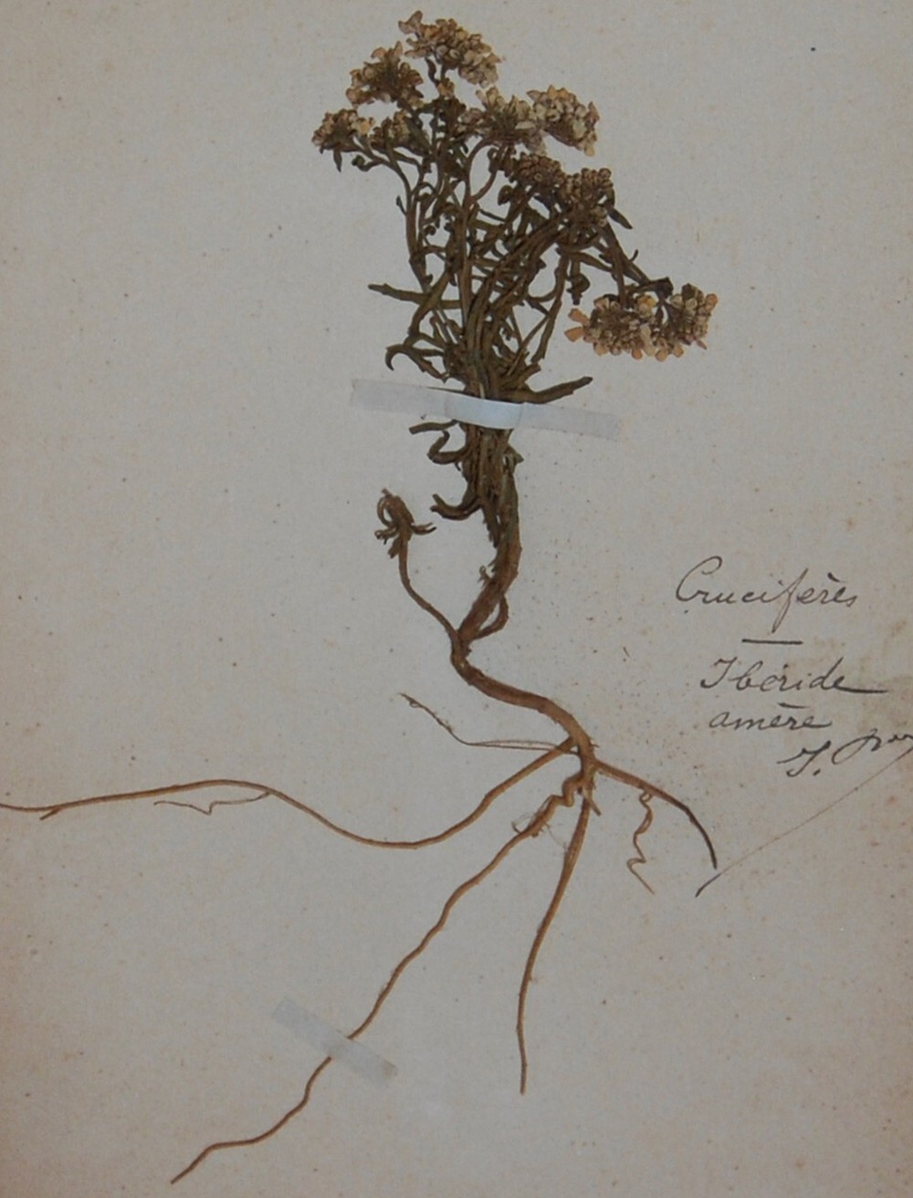 15 FRAMED ANTIQUE BOTANICAL ORIGINAL SPECIMENS ~ FRENCH 19c HERBARIUM PLANT