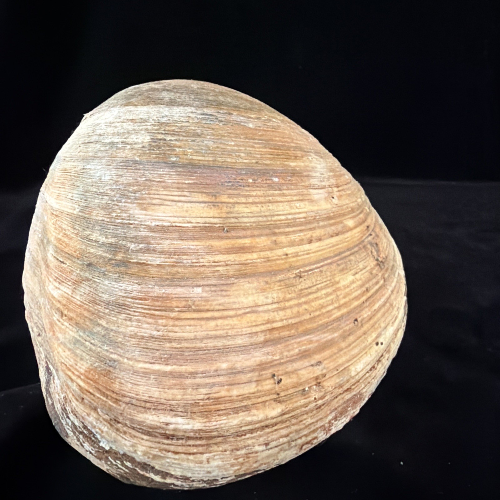 Giant Surf Clam Sea Shell 121.0mm X 127.4mm No Data (E874)