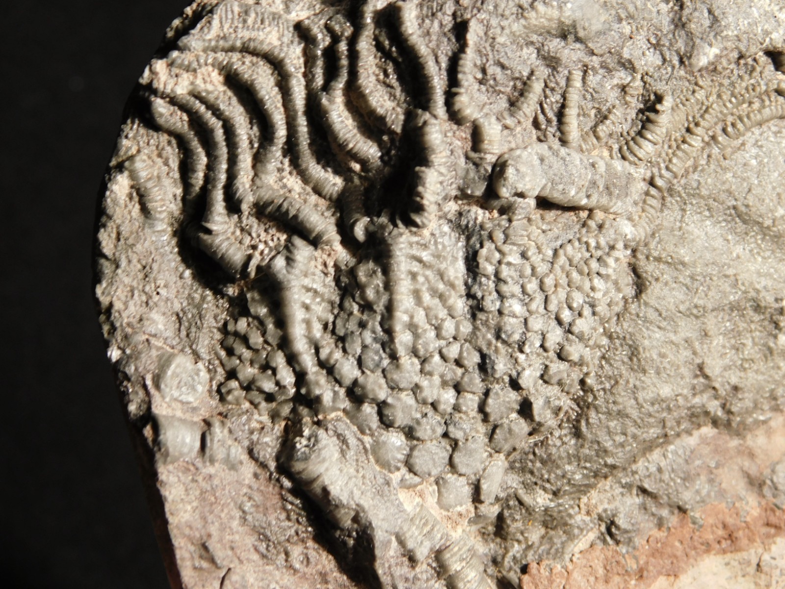 430 Million Year Old! CRINOID Fossil or Sea LILY Fossil Morocco 384gr
