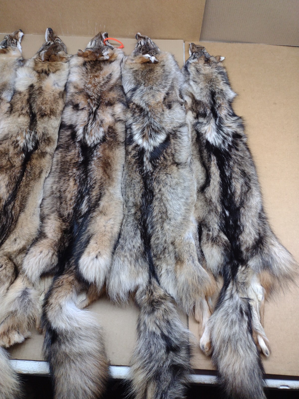 Tanned Eastern XXL Semi-Hvy Coyote Hide #1 Full Tail Grade/Furs/Taxidermy/Crafts