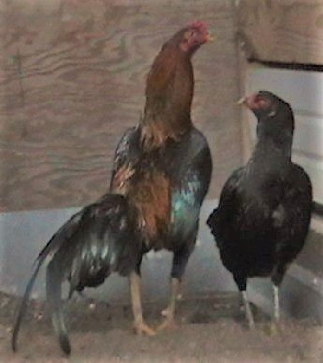 12 ASSORTED WAHL ASIL EGGS