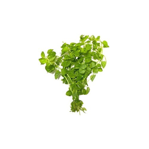 LOW TECH Aquarium Plant Mint Charlie (Micromeria Brownei) Bunch BUY 2 GET 1 FREE