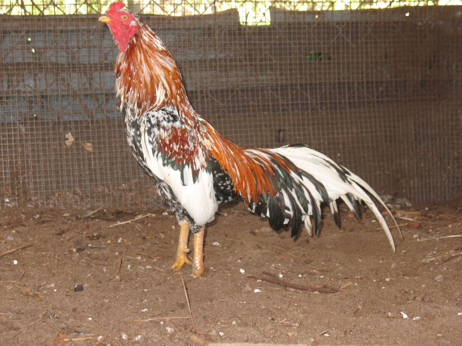 6 ASSORTED WAHL ASIL EGGS