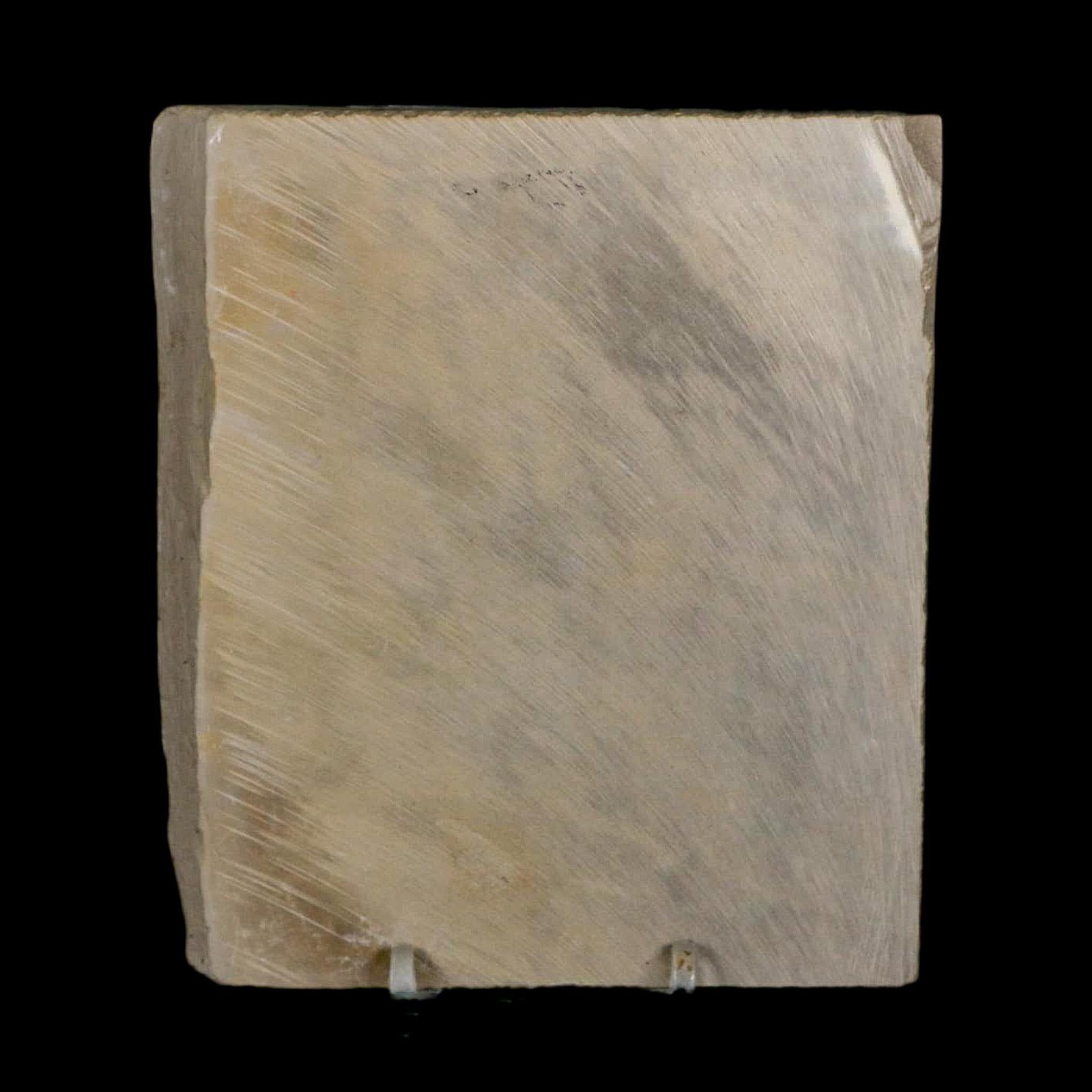 4.2" Eurypterus Sea Scorpion Fossil Eurypterid Silurian 420 Mil Yrs Old New York