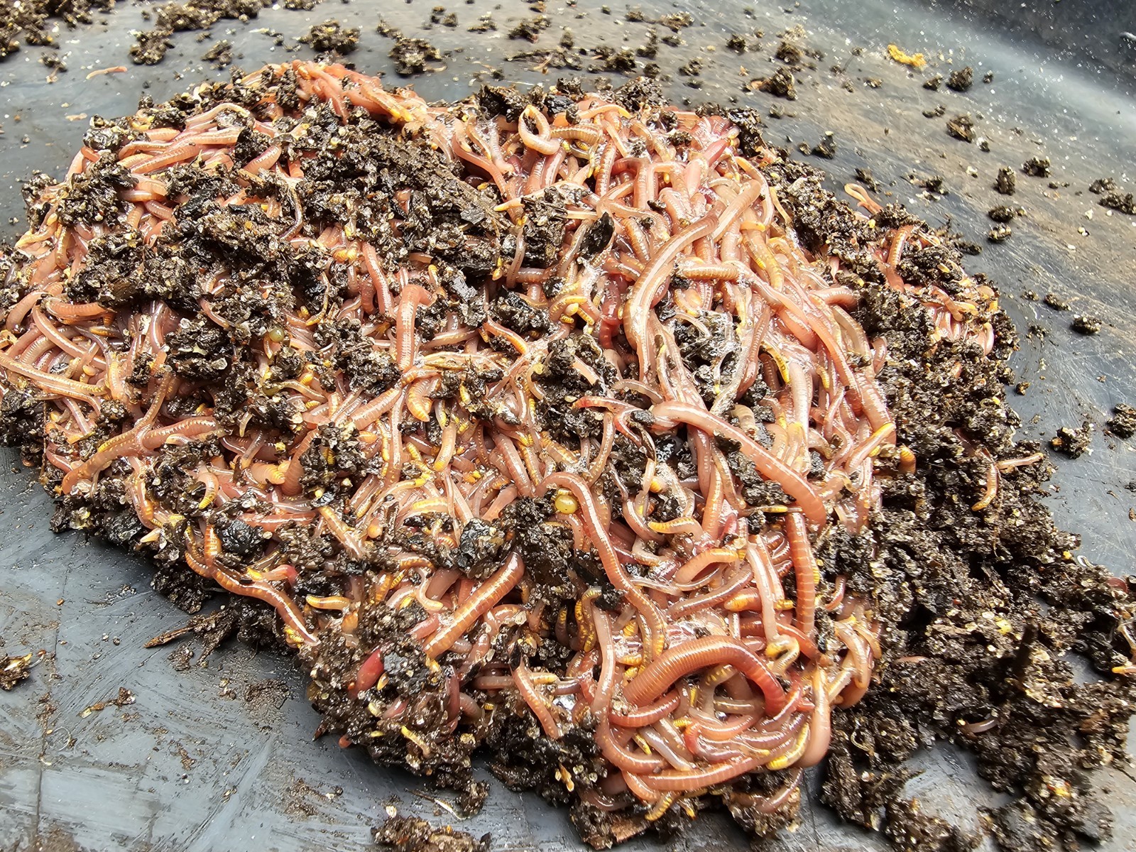 🪱Red Wiggler Worms 3/4 lbs. (approximately 750) Guaranteed Live Delivery🪱