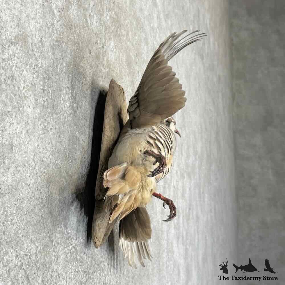 #31705 N | Chukar Partridge Life Size Taxidermy Bird Mount For Sale