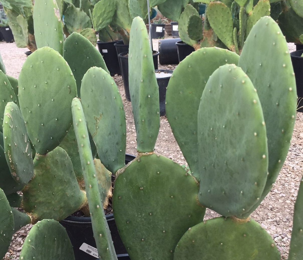 SPINELESS PRICKLY PEAR Cactus Plant - HARDY! NOPALES CACANAPA - 1 or MANY Pads!