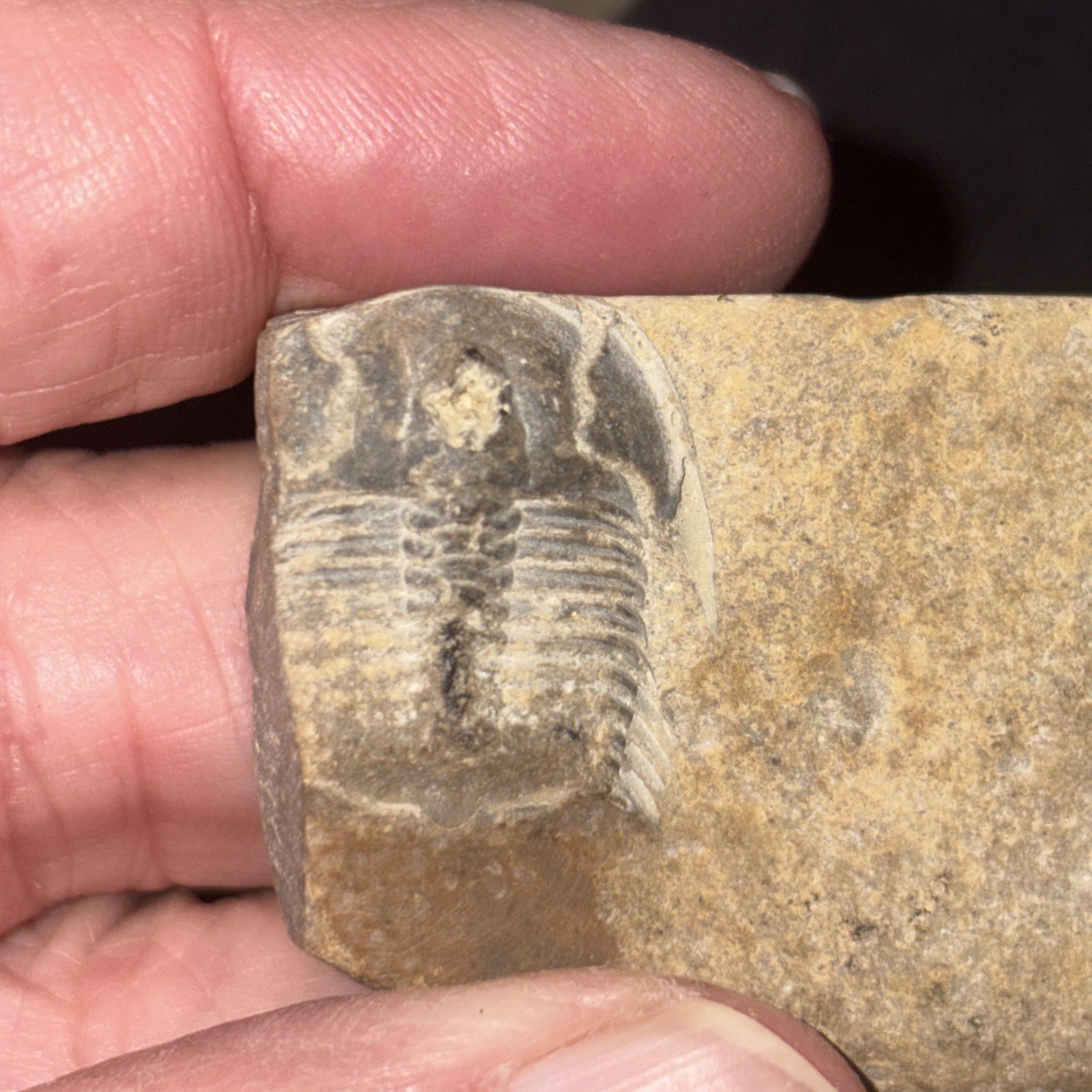 3 Cambrian Fossil Trilobite Specimens From Georgia