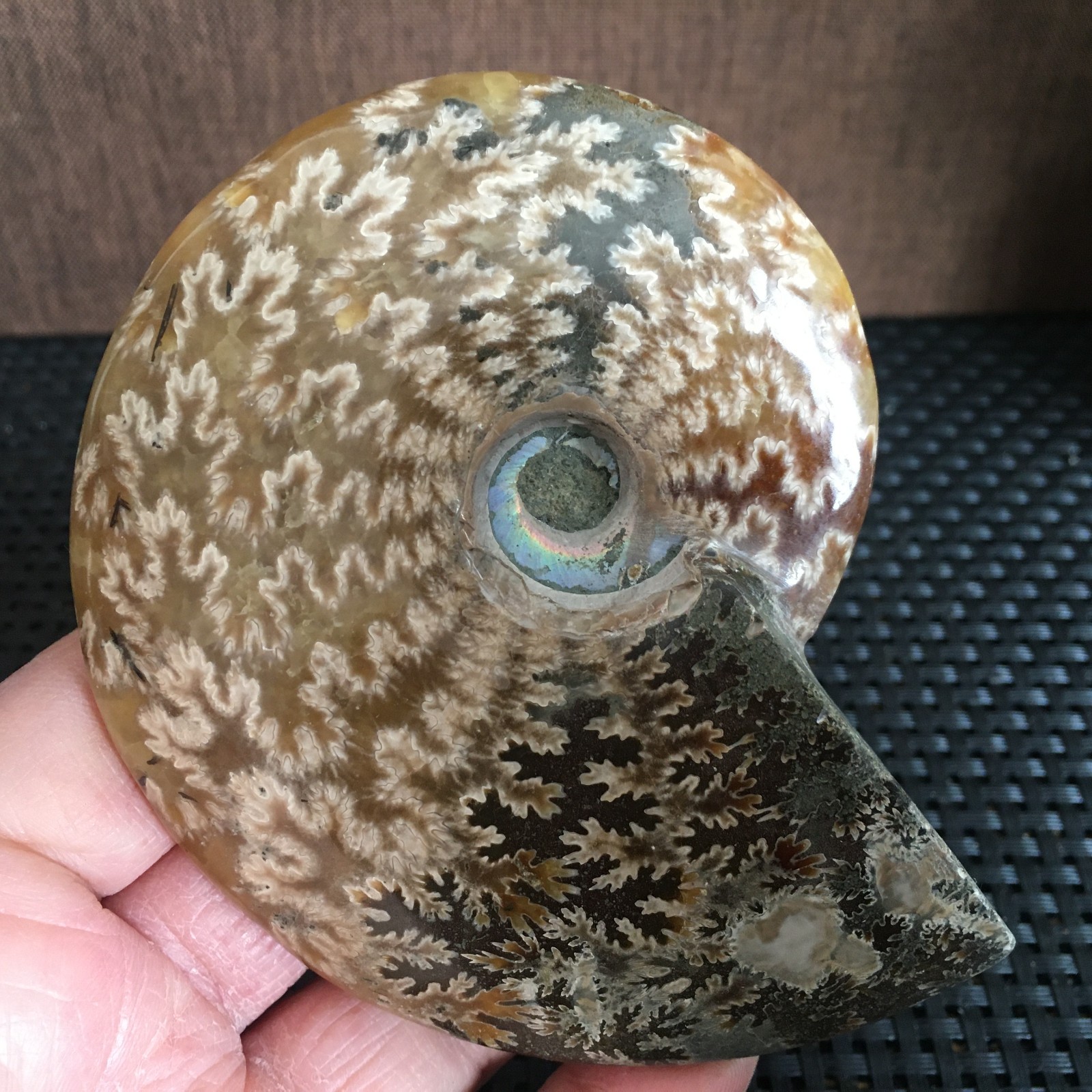 239g Natural polishing Ammonite crystal specimens fb1027