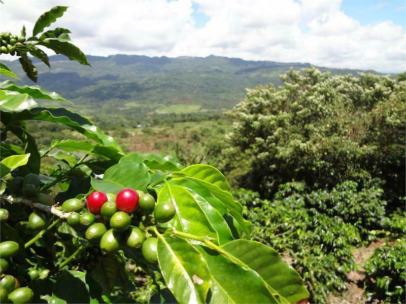 PANAMA GEISHA MEDIUM COFFEE BEANS ROASTED 2 POUNDS