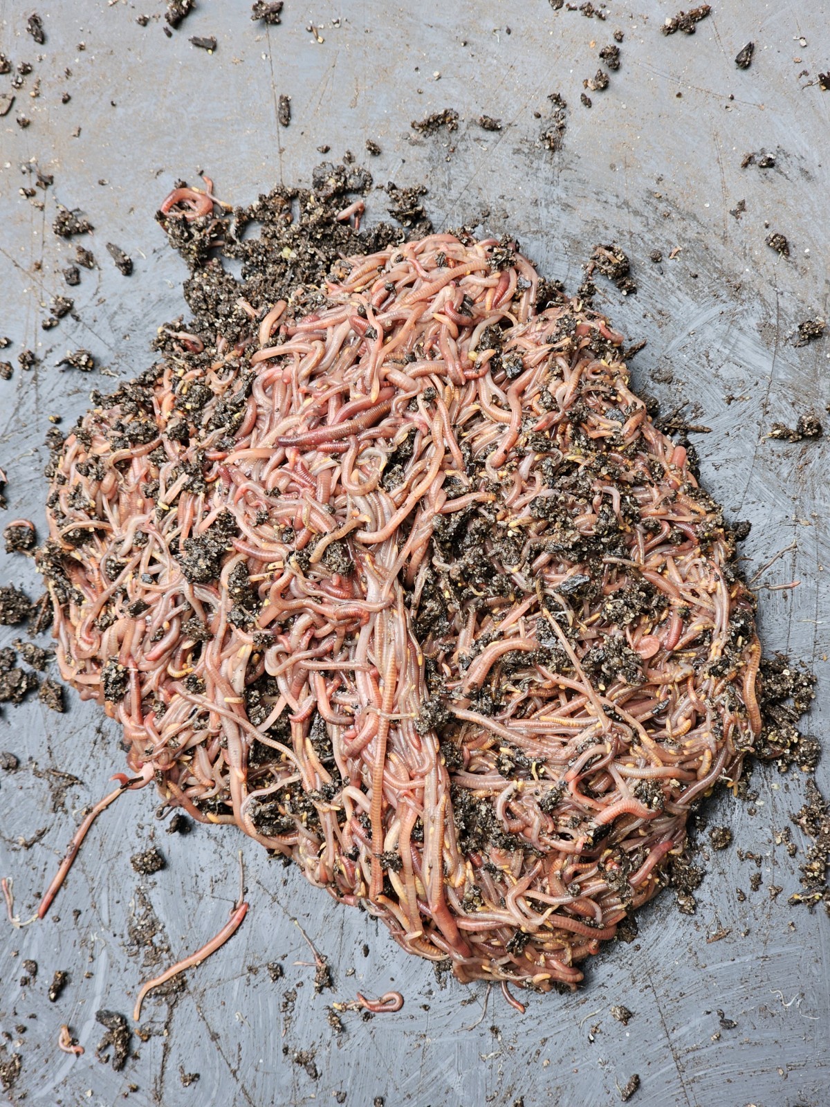 🪱Red Wiggler Worms 1 lbs. (approximately 1000) Guaranteed Live Delivery🪱