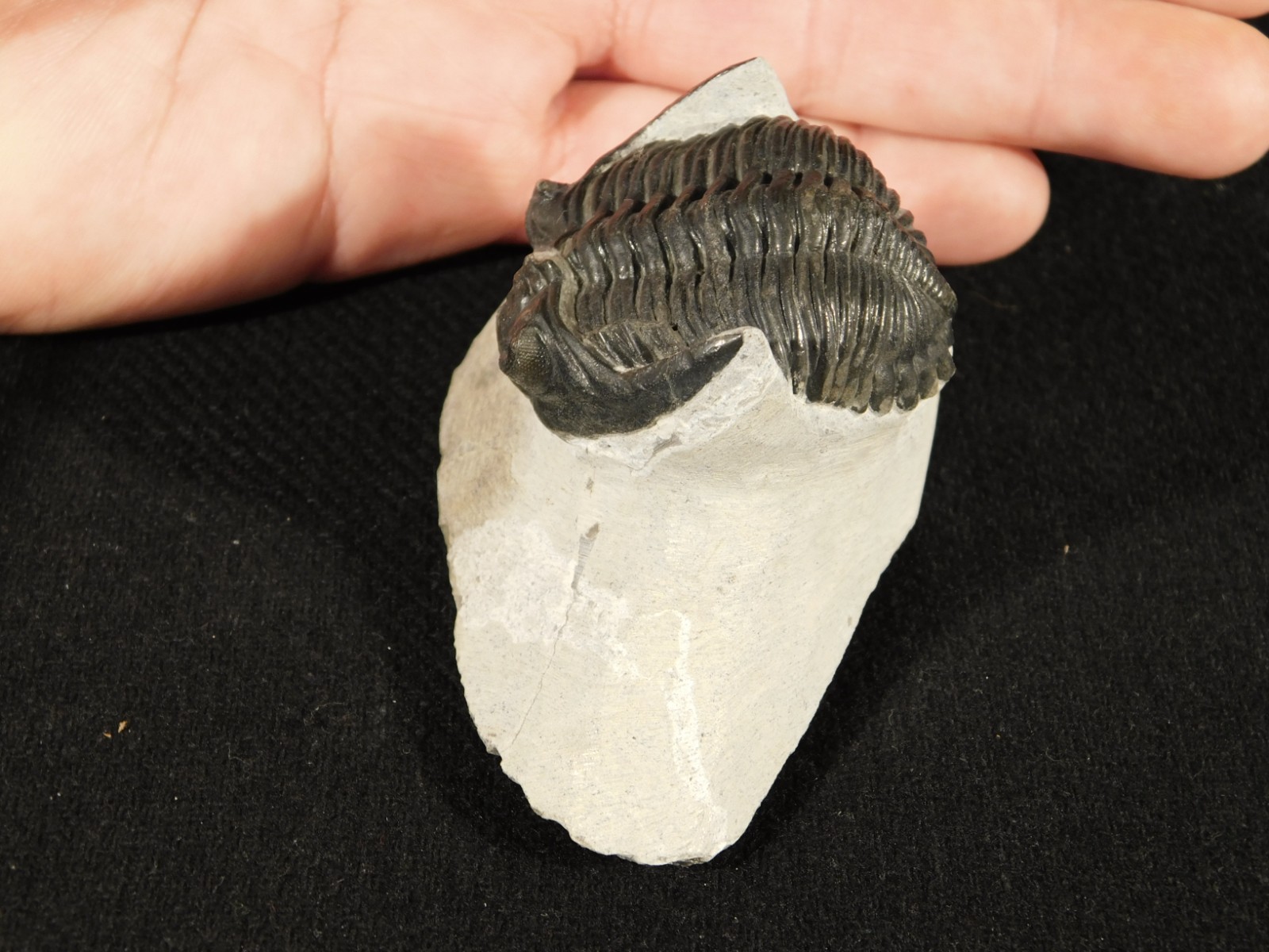 Enrolled! Hollardops TRILOBITE Fossil Nice and 100% Natural Morocco 208gr