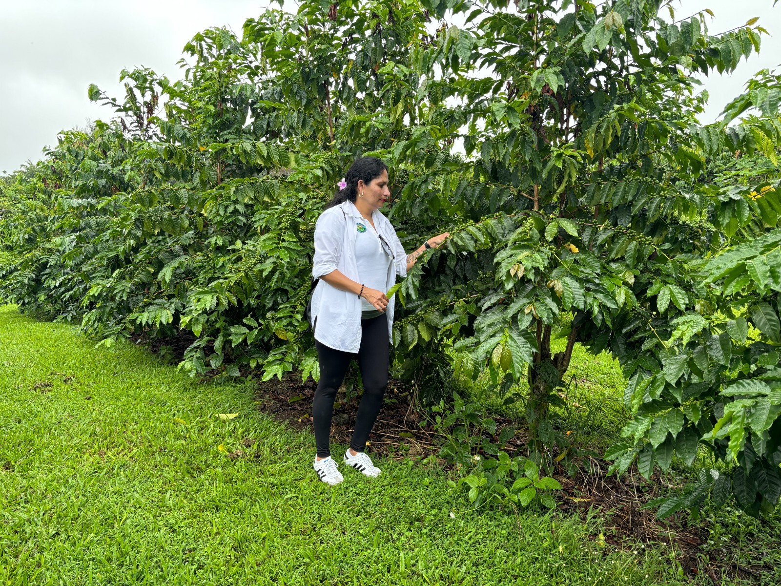 100% HAWAIIAN KONA PEABERRY COFFEE BEANS MEDIUM ROASTED 2 / 12LBS - 1 POUND BAGS