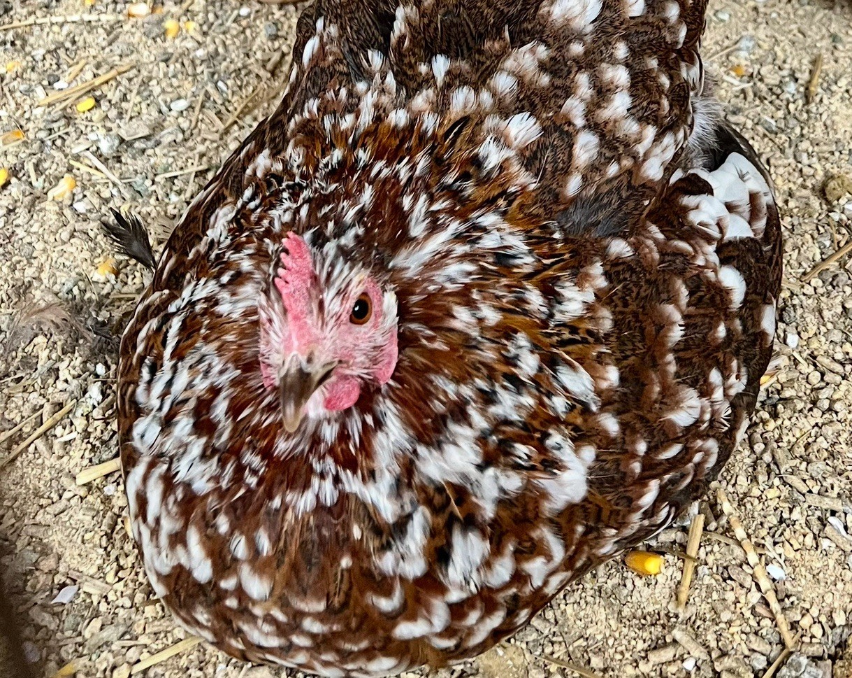 Dozen Mille Fleur Bantam Cochin Eggs