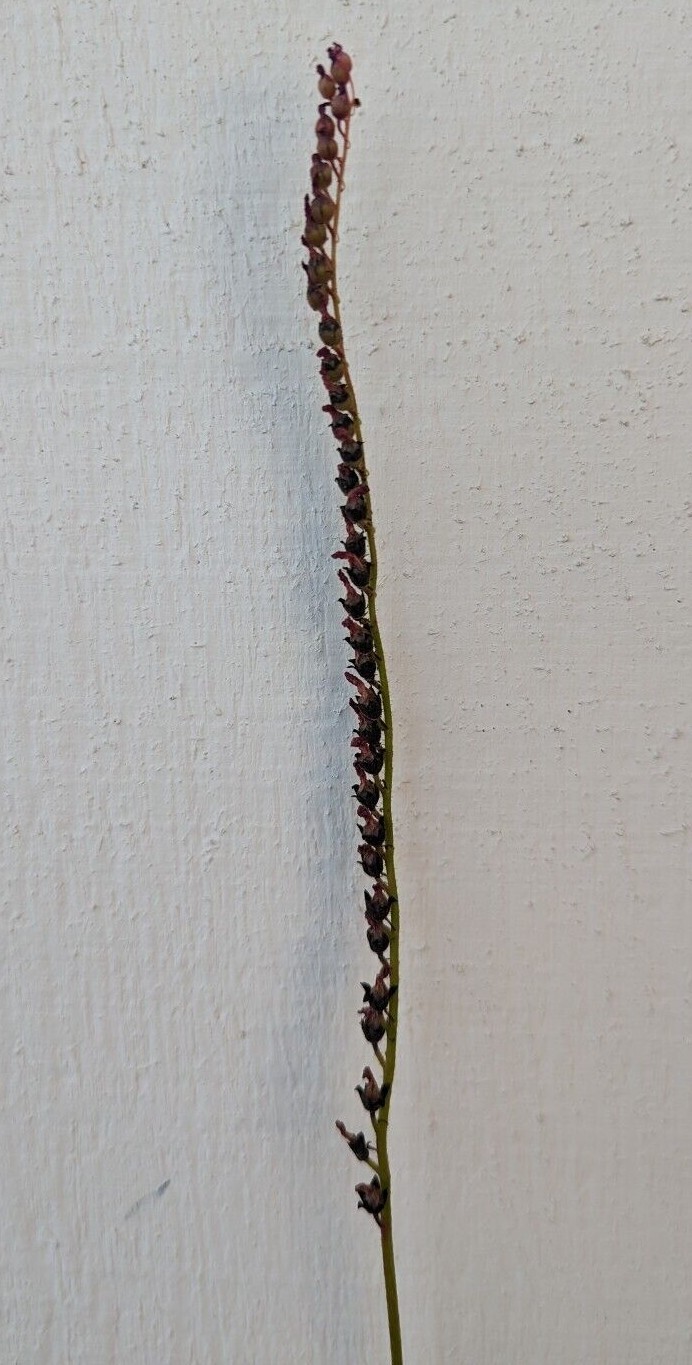 250+ Drosera capensis Cape sundew carnivorous plant seeds!