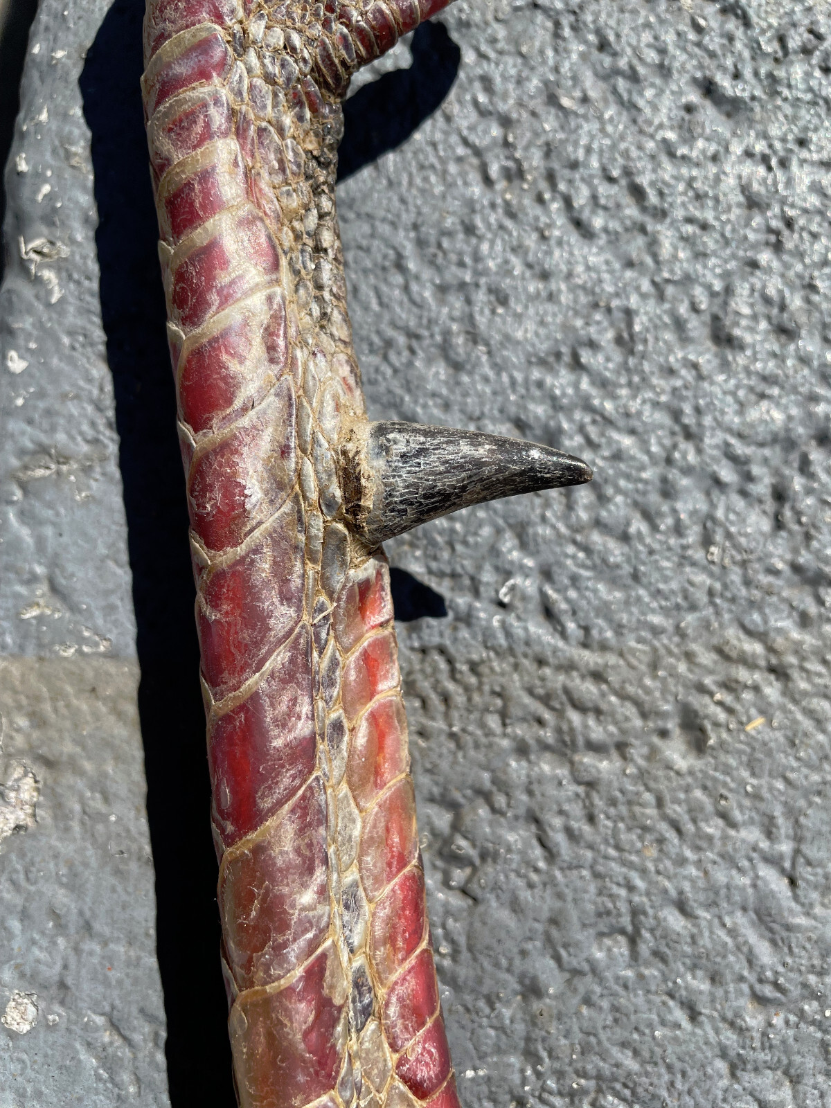 Taxidermy, One Pair 2 EASTERN WILD TURKEY-FEET -Log Cabin,Native American Crafts