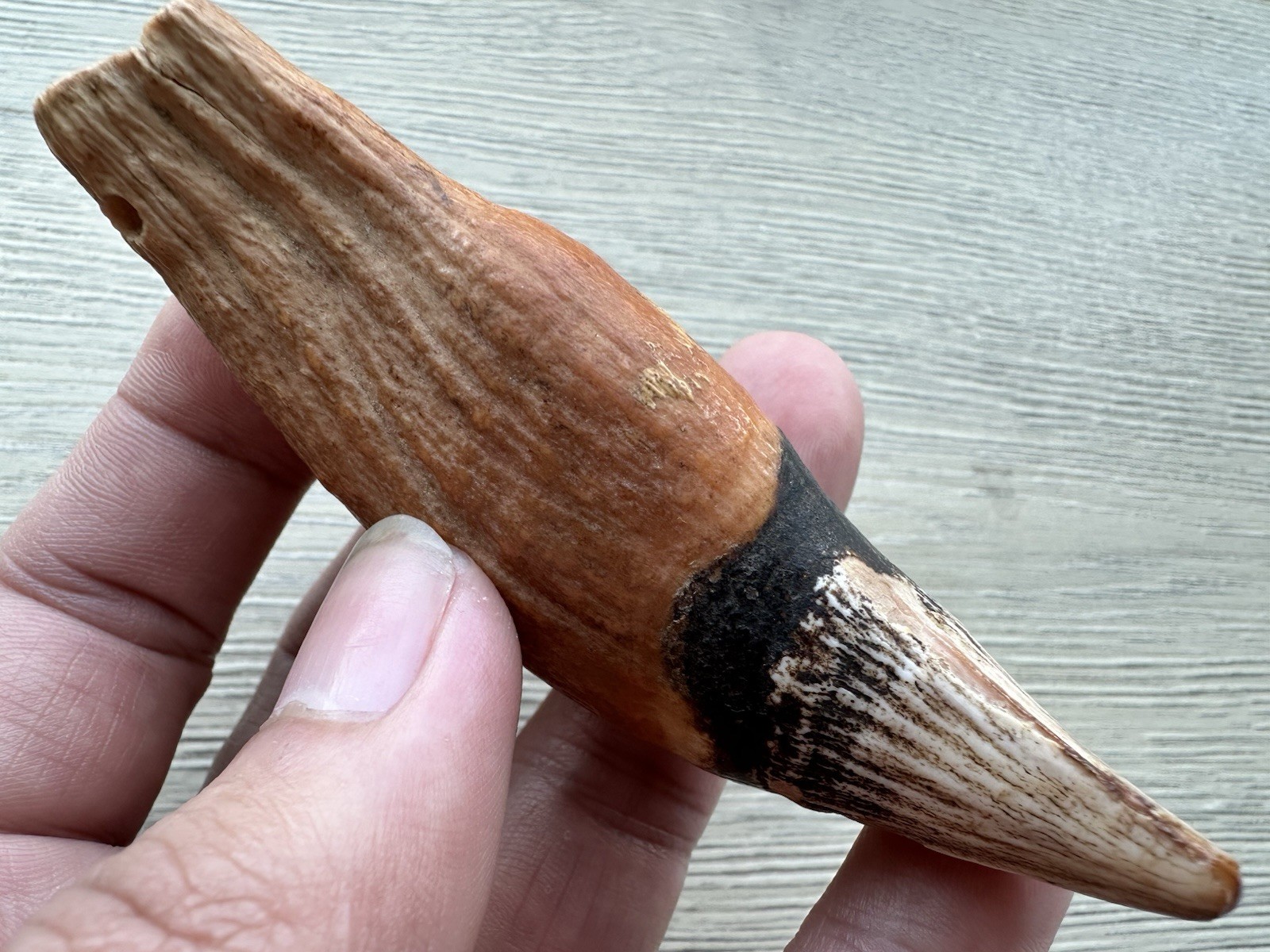 3.8” Ursus Spelaeus 25,000 Years Old Cave Bear Tooth Perfect Condition