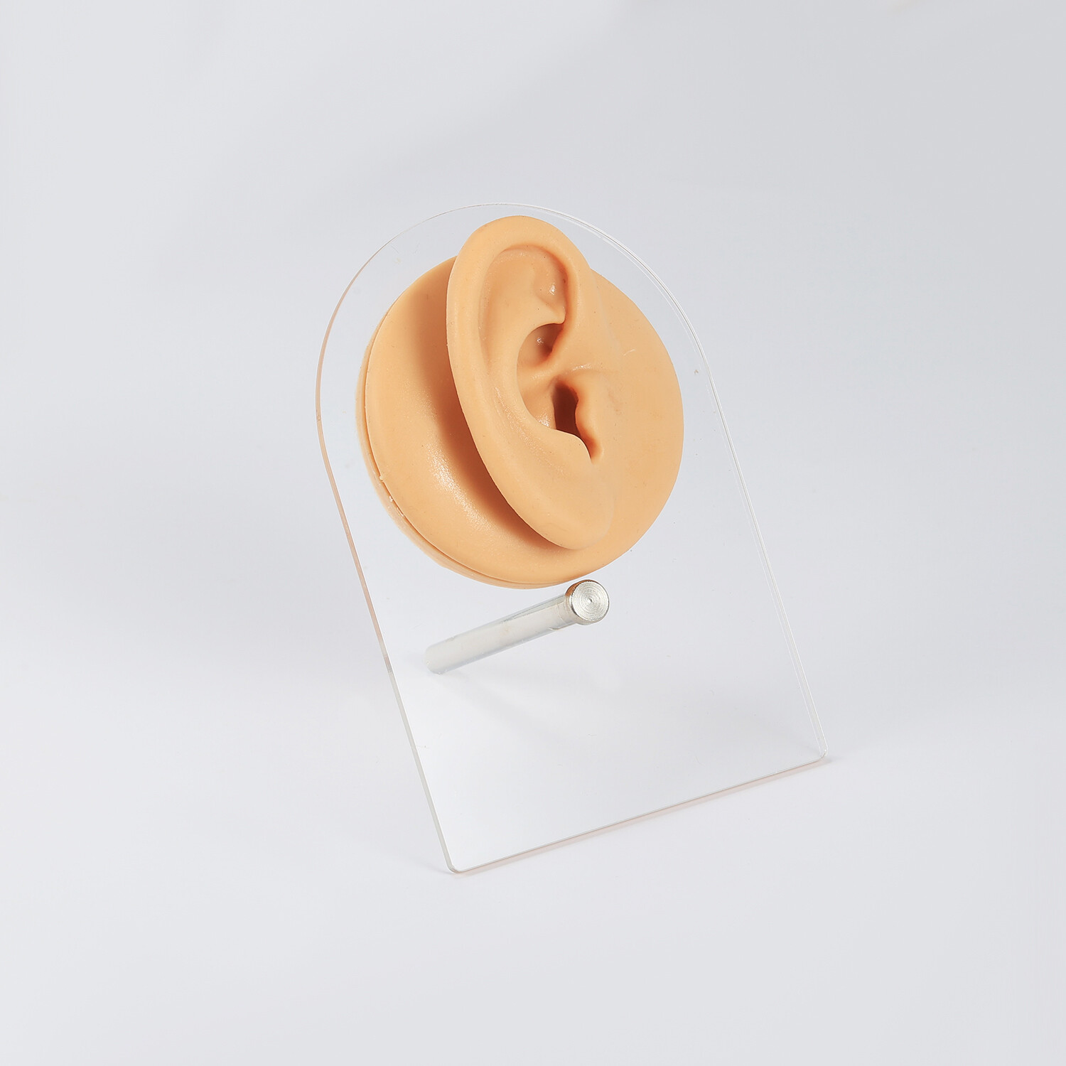 Silicone Ear Model with Acrylic Display Stand Body Parts Practice Piercing Tools
