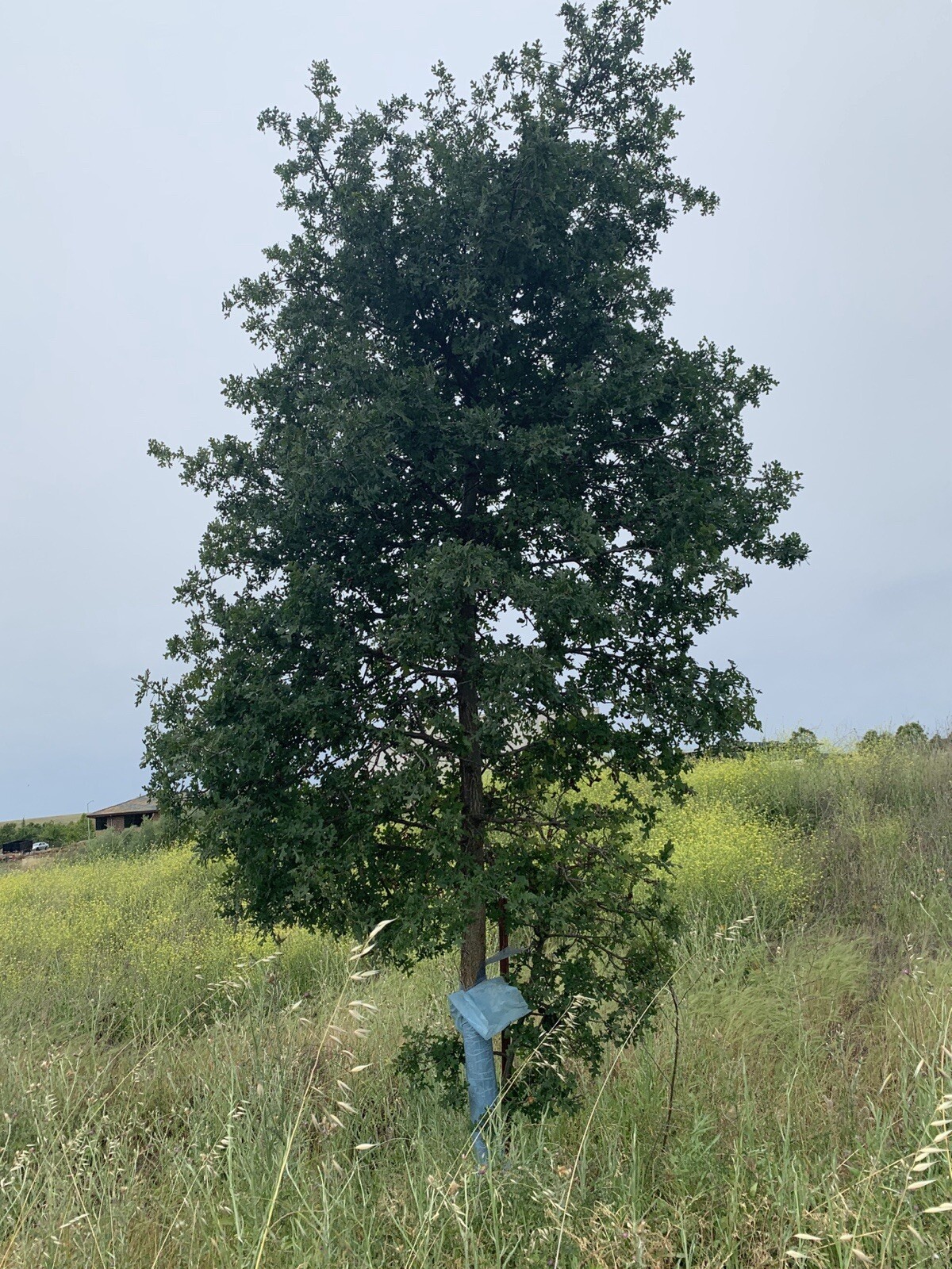 Blue-X Grow Tubes, 24” Grow Tube Box Of 50