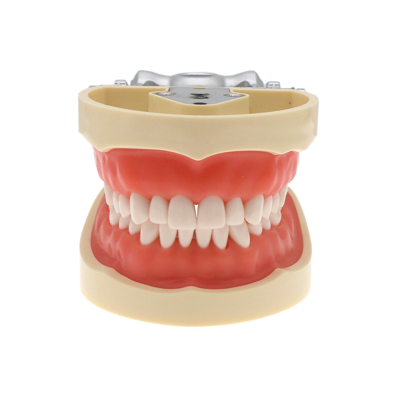 Kilgore Nissin 200/500 Dental Typodont Removable Screw-in Teeth Model Mount Pole