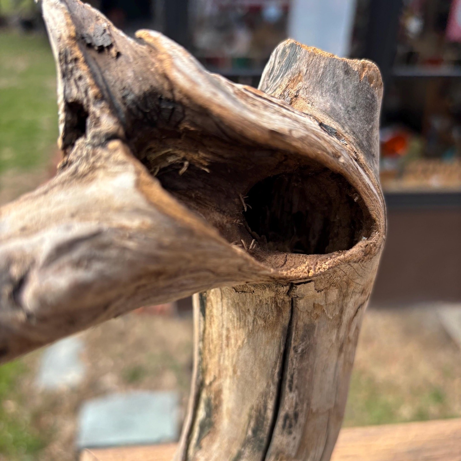 Small Tree Shaped Driftwood 9x3x7 – Sculptural Wood with Hollows Aquarium