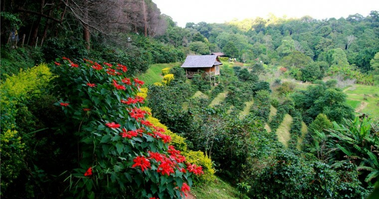 2, 5, 10 LB INDONESIA SUMATRA MANDHELING FRESH ROASTED COFFEE WHOLE BEAN, GROUND