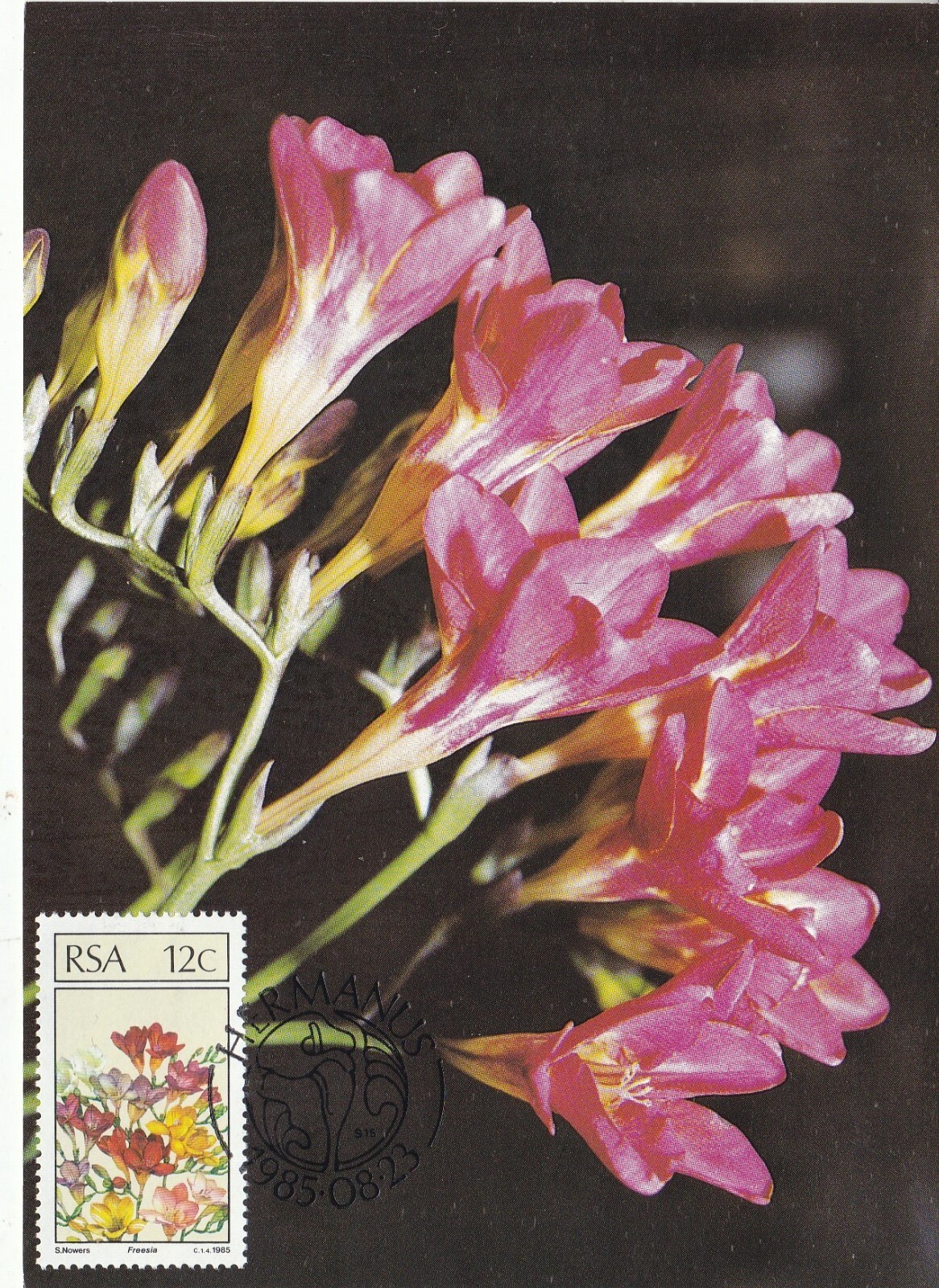South Africa 1985 Freesia Maximum Card special cancel unaddressed VGC