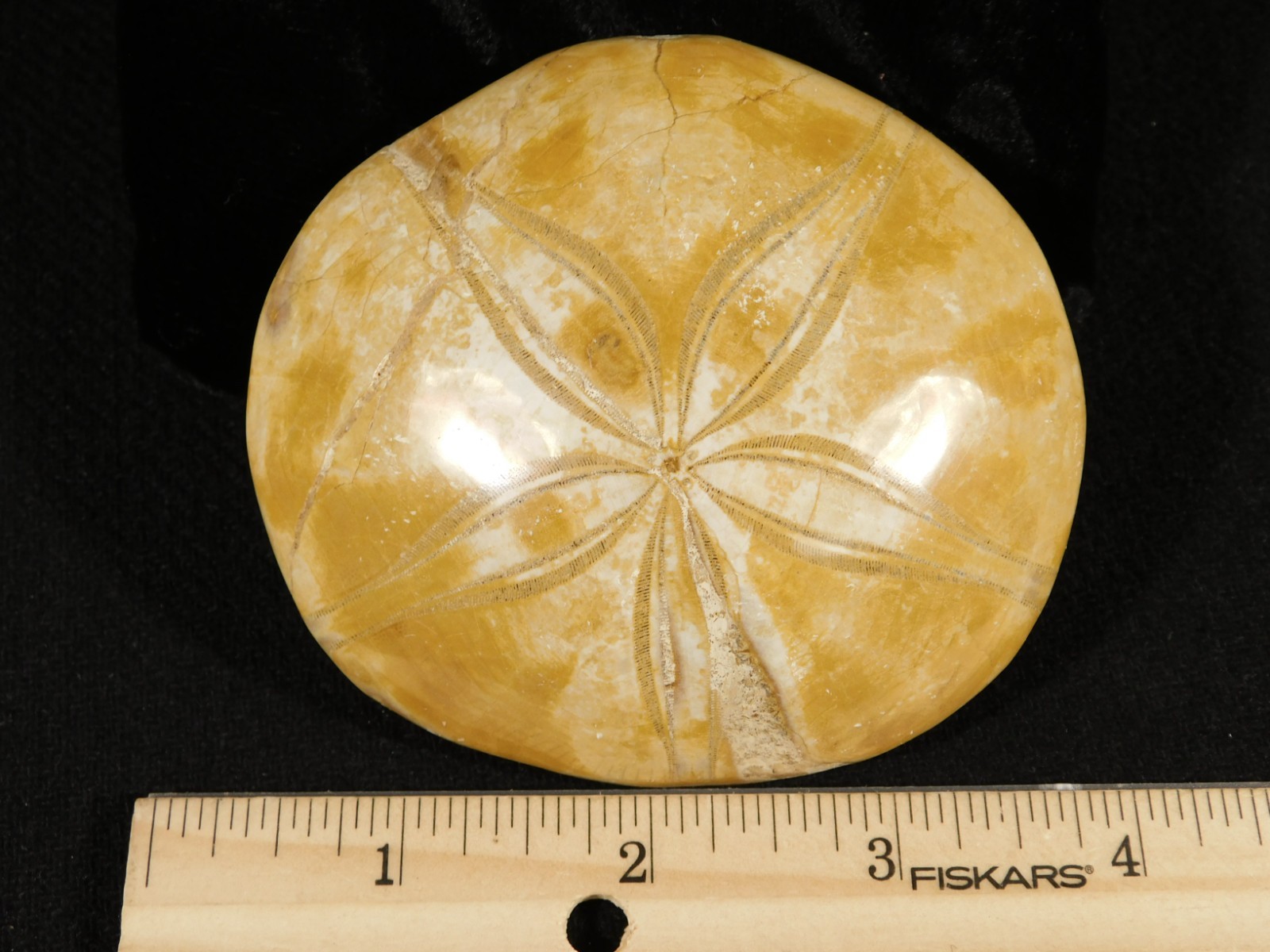 Big! Polished 150 Million Year Old! AAA SAND DOLLAR Fossil Madagascar 211gr