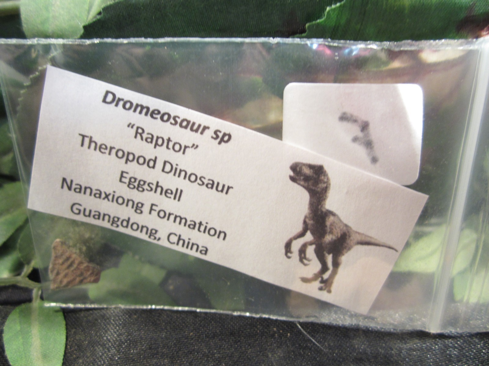 Fossilized Raptor Therapod Dinosaur Eggshell Piece with Display Label