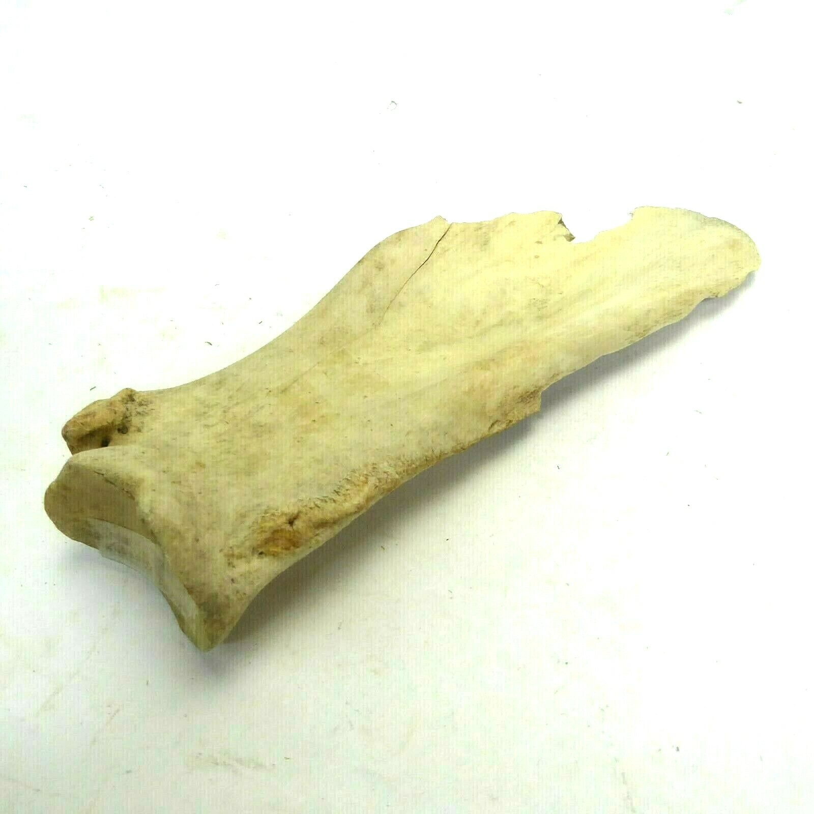 Missouri River Buffalo Horn Scapula Hoe
