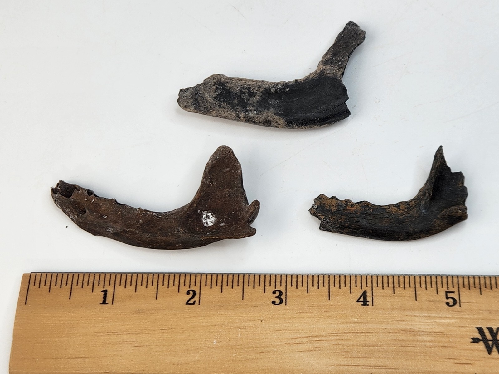 Mammal Jaw Fossil - Florida - Pleistocene Ice Age - 1 Per Purchase