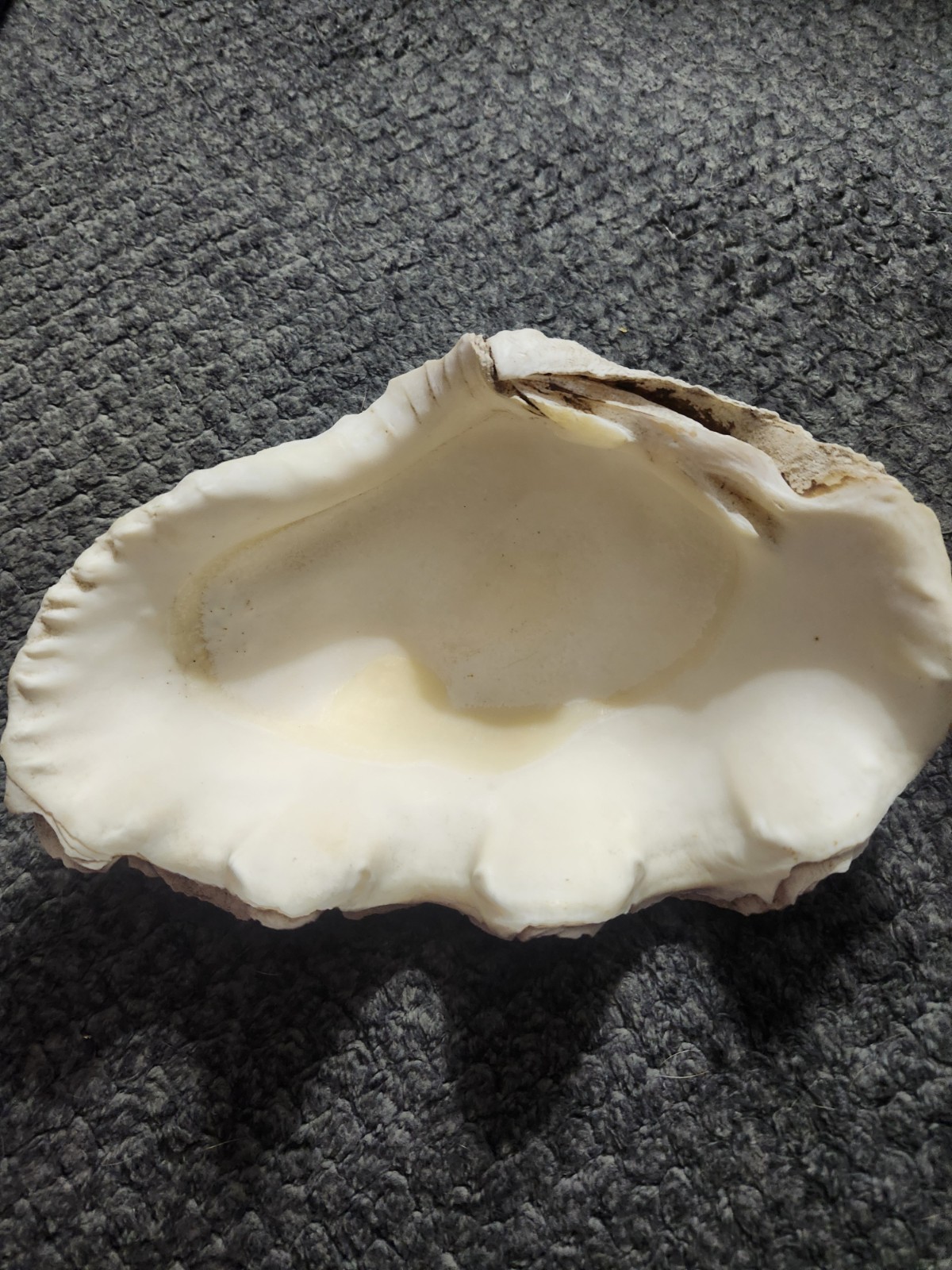 Clam Shell Tridacna Large