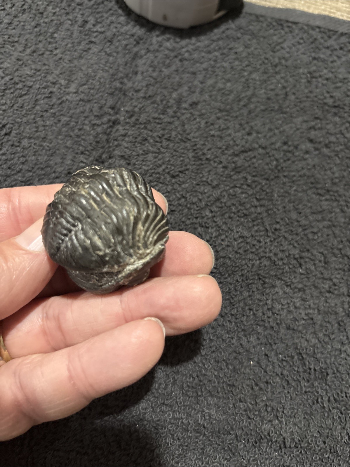 Rolled Pedinopariops Devonian. A Bit Rough, But Still Pretty Good. Good Size