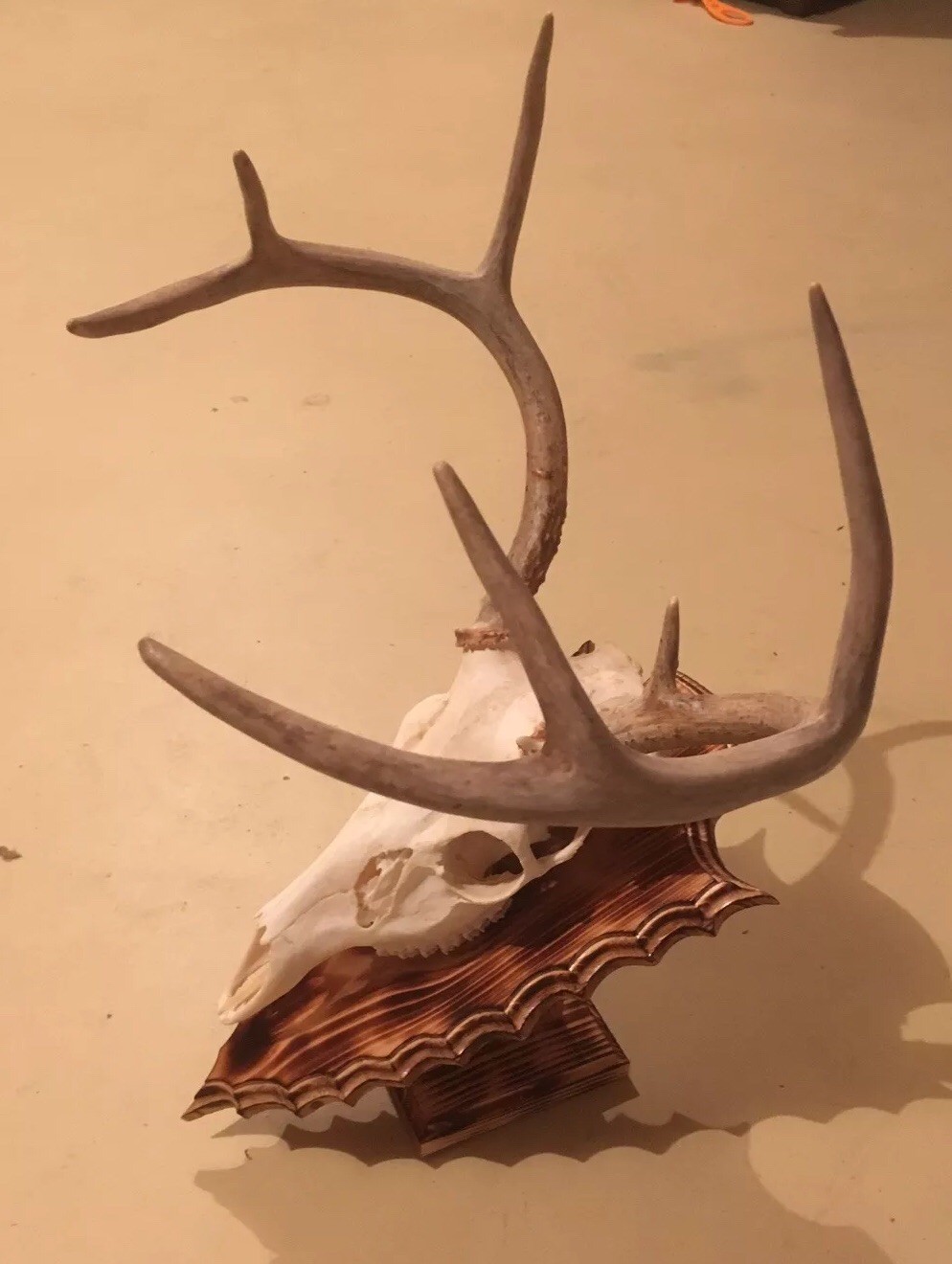European Deer Skull Mount Wall / Table Pedestal Plaque Burned Pine Arrowhead
