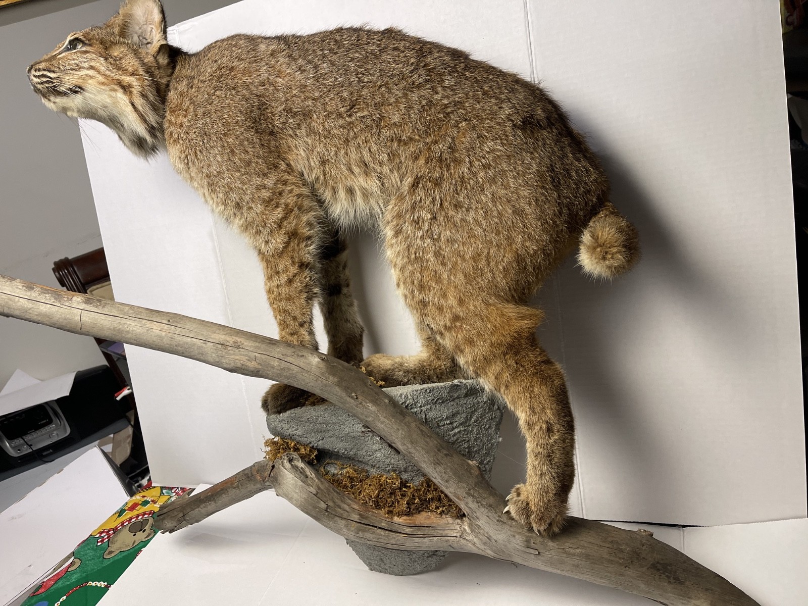 Bobcat Taxidermy Wall Mount Wildlife Hunting wild cat