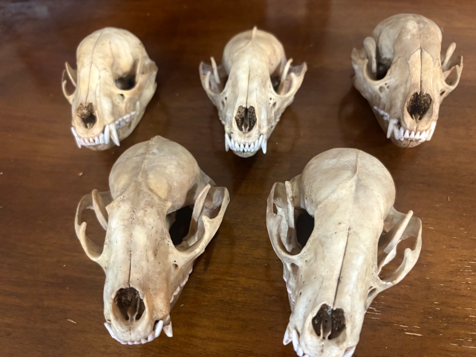 5 beetle cleaned raccoon skulls