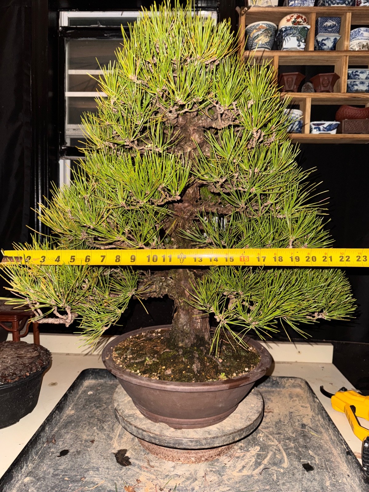 Japanese Black Pine, Bonsai Tree. Outdoor Evergreen.