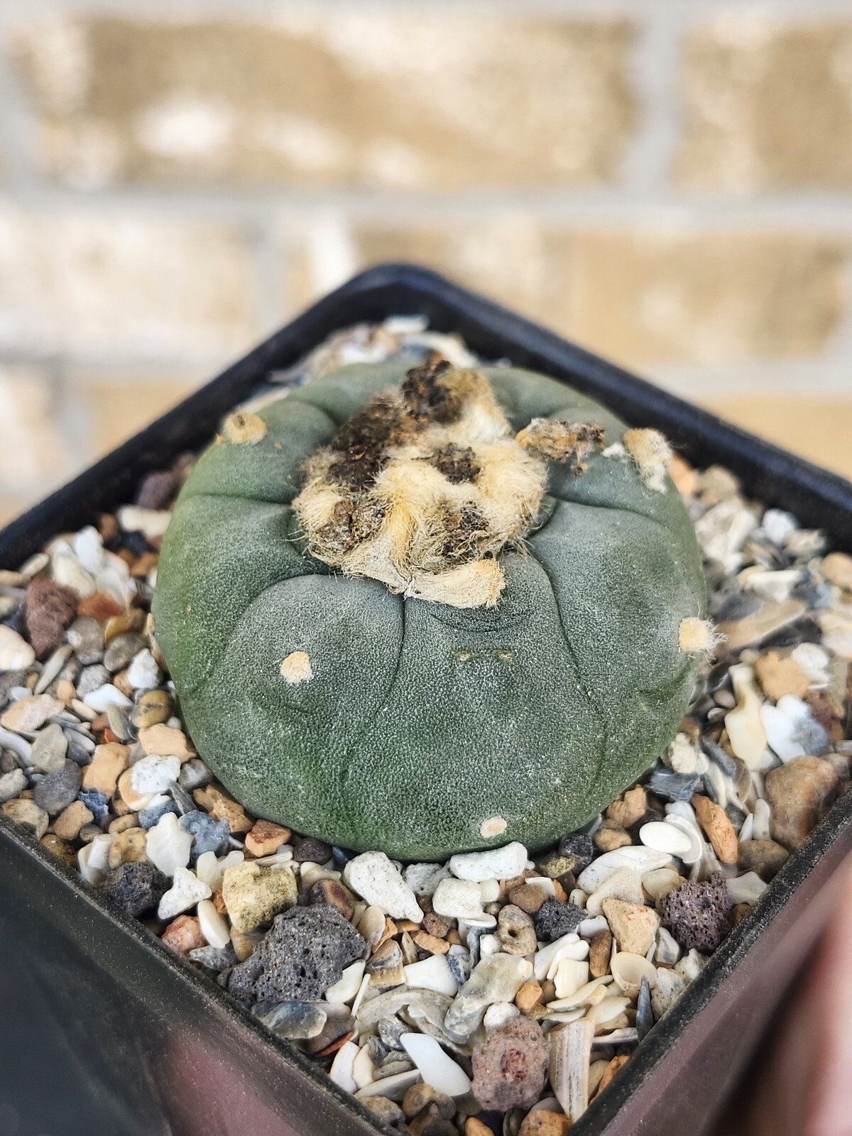 ONE(1) RARE Cactus sp koehresii, seed grown in 2.60" pot, large root