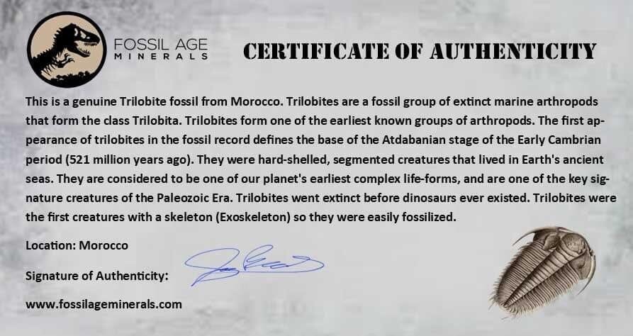 3.6" Flexicalymene Trilobite Fossil Ordovician Age Tazzarine Region Morocco COA