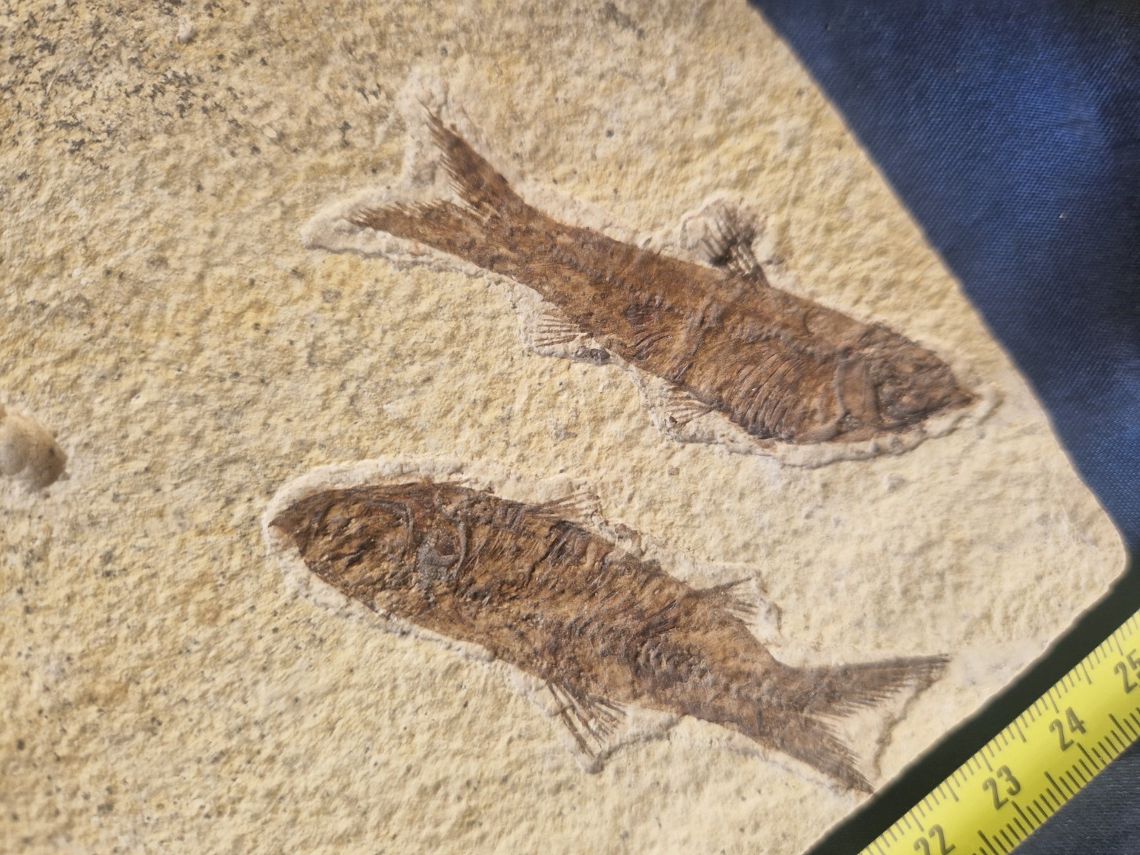 FABULOUS KNIGHTIA HIGH FOSSIL FISH PLATE - GREEN RIVER FMT - WYOMING - USA..