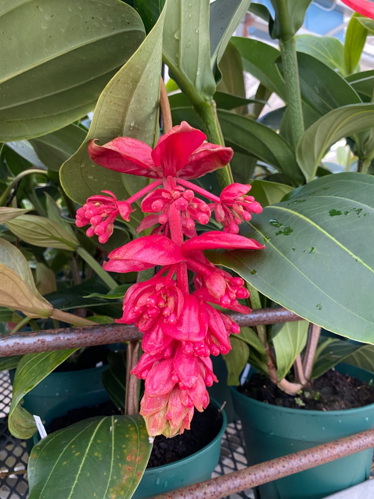 Dalton's of New Zealand Orchiata Bark - Precision, Classic, Power & Power+