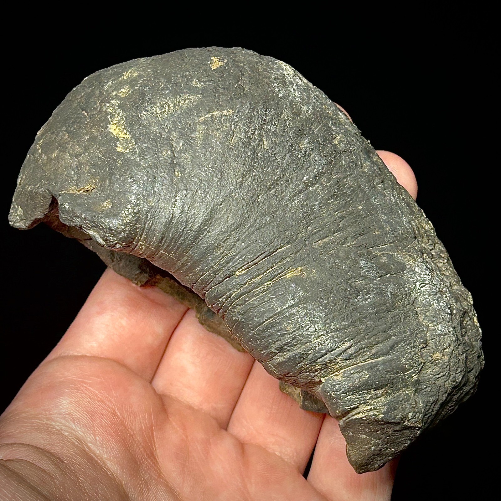 Fossilized Tympanic Bulla Cetacean Ear Bone Fossil 3.87" Pliocene Era Whale