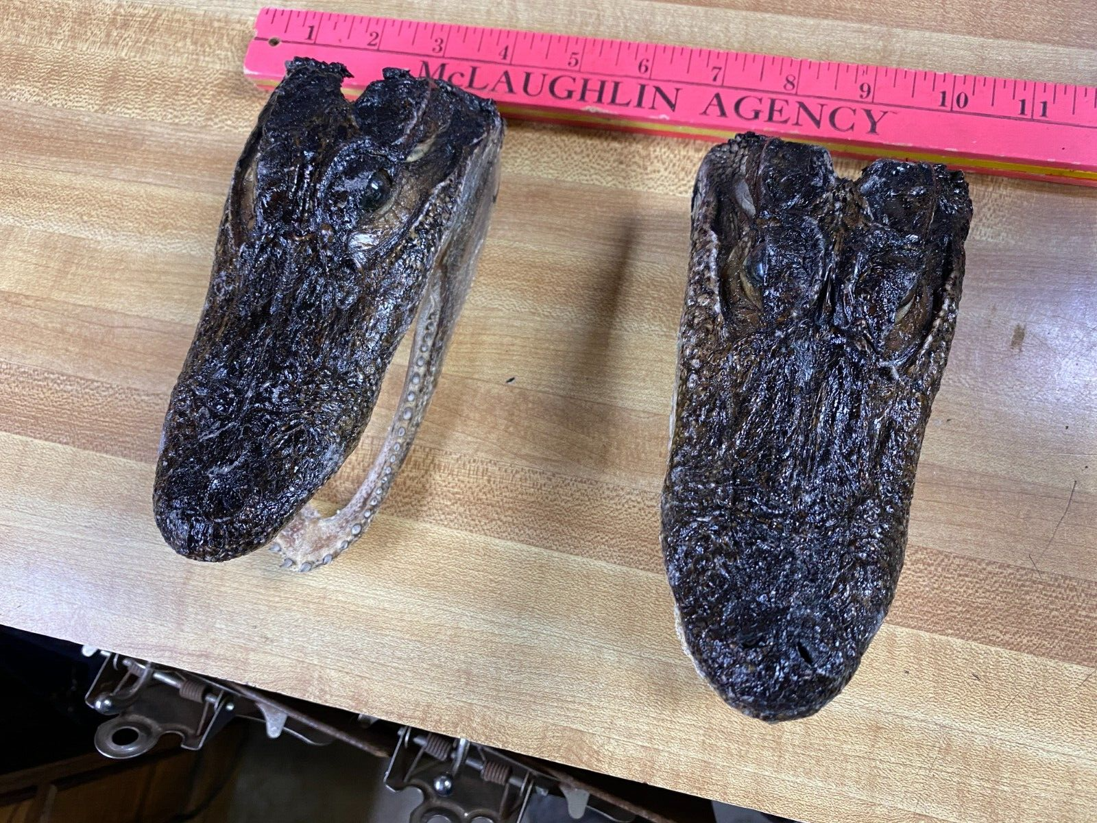 Alligator Skull You are buying only one