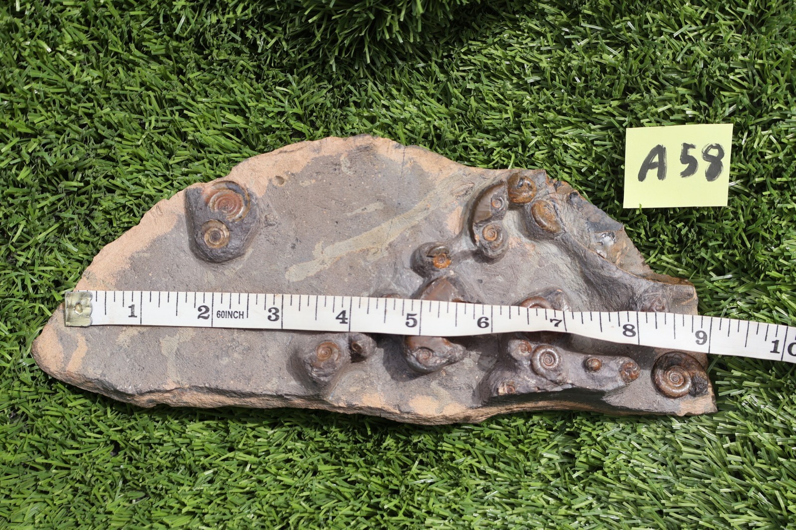 Rare Platyclymenia & Goniatites Fossil Plate – Moroccan Ammonites, Collector Spe