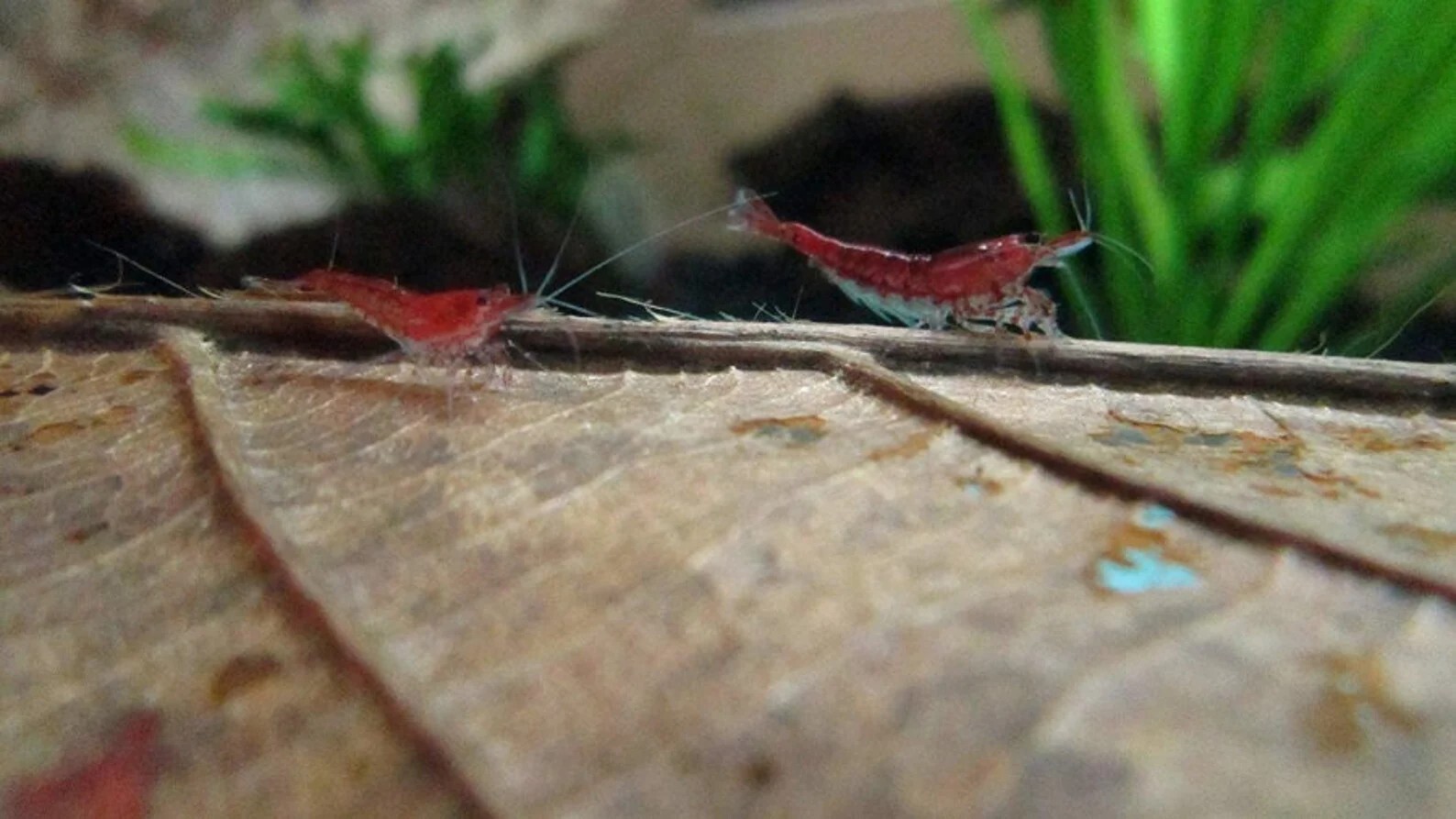 Nano Starter Package for Shrimp tanks - Freshwater Shrimp Snails Betta Fish Crab