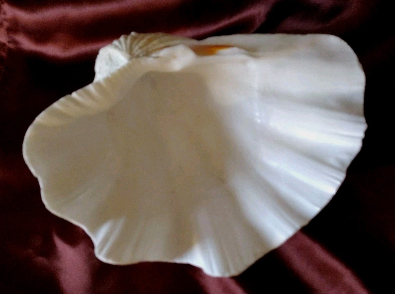 Vtg REAL 1980's Natural Sea Clam Shell Display Decor Crafting Collector 3lbs+