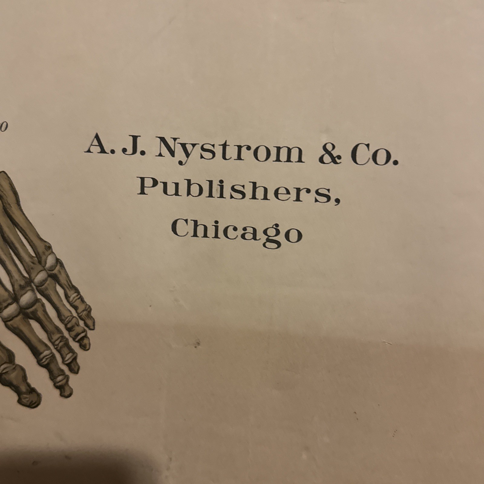 1918 A. J. Nystrom Co American Frohse Anatomical Chart Human Skeleton Max Brodel