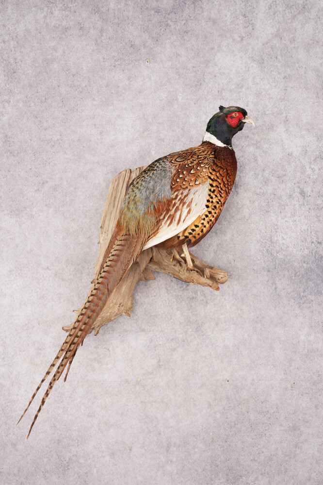 Ring Necked Pheasant SKU 2963