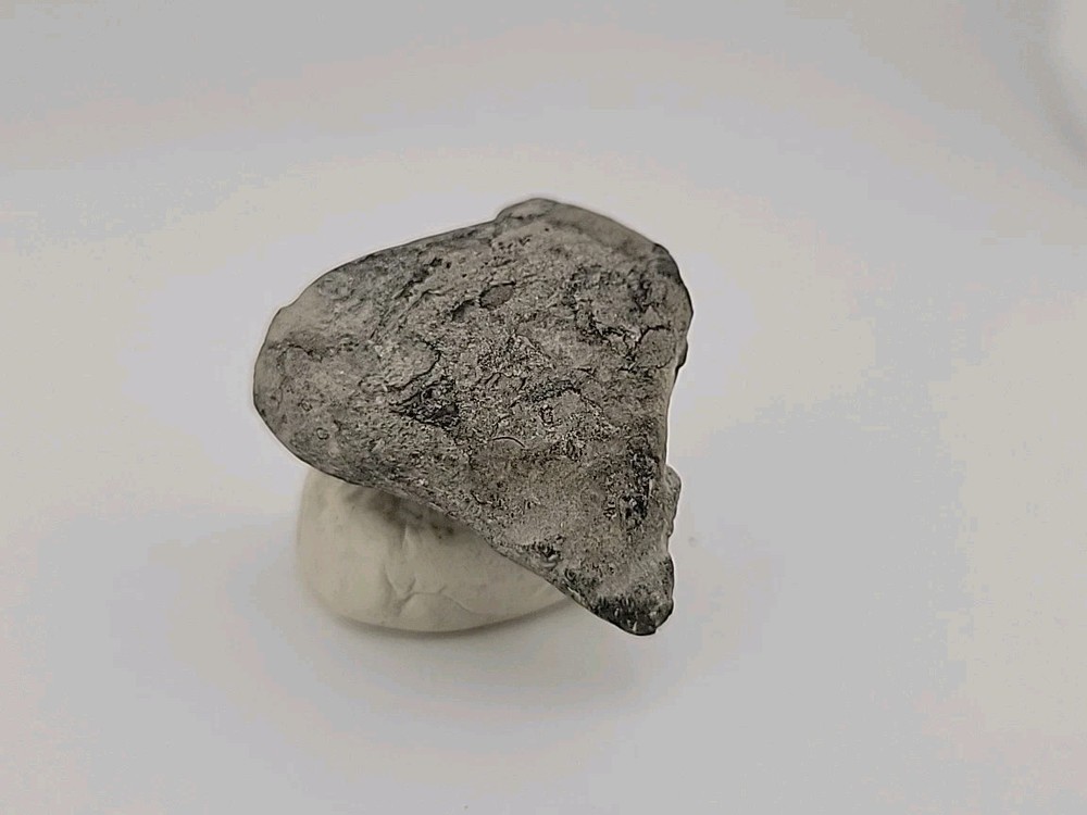 Permineralized Claw Fossil Super Rare